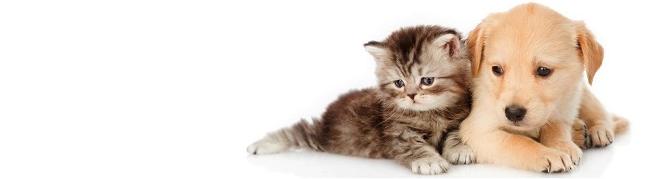 DogCat・ドキャットやさしい自然素材の消臭・抗菌剤